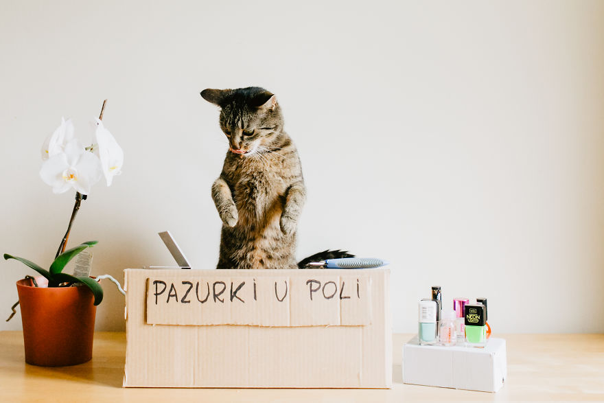 Cats' Cardboard World Cats' Cardboard World