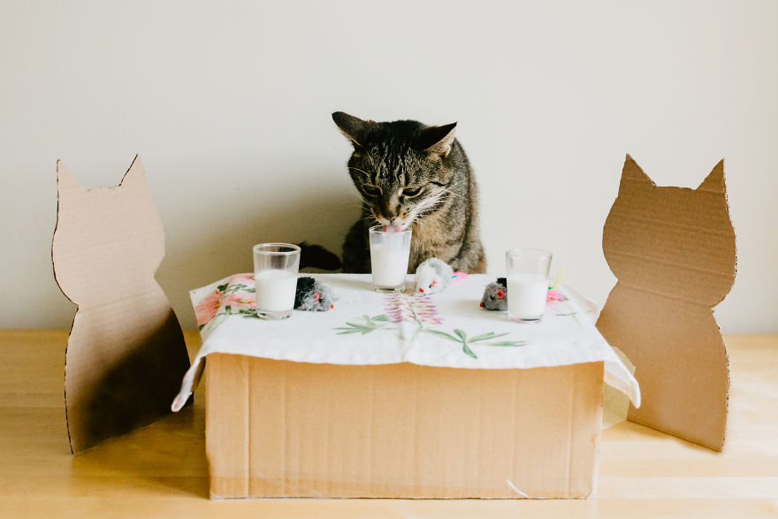 Cats' Cardboard World Cats' Cardboard World