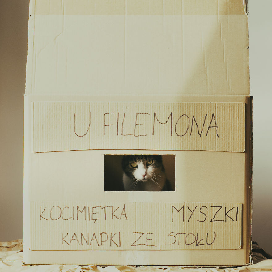 Cats' Cardboard World Cats' Cardboard World