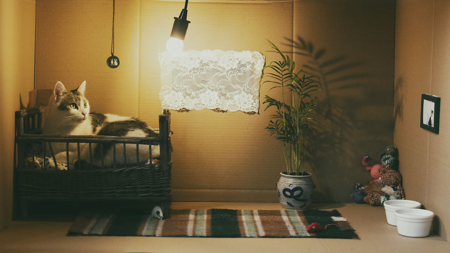 Cats' Cardboard World