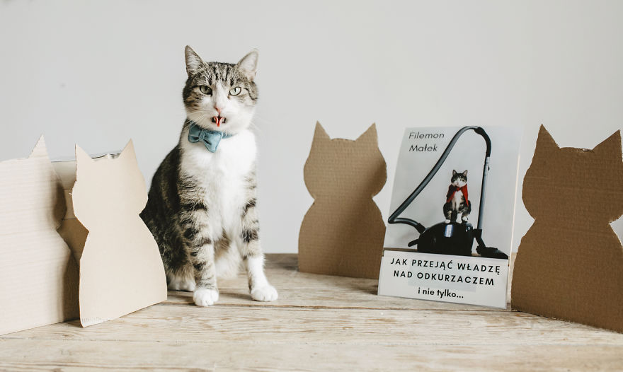 Cats' Cardboard World