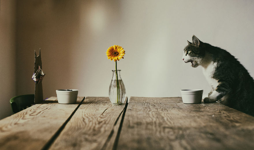 Cats' Cardboard World Cats' Cardboard World