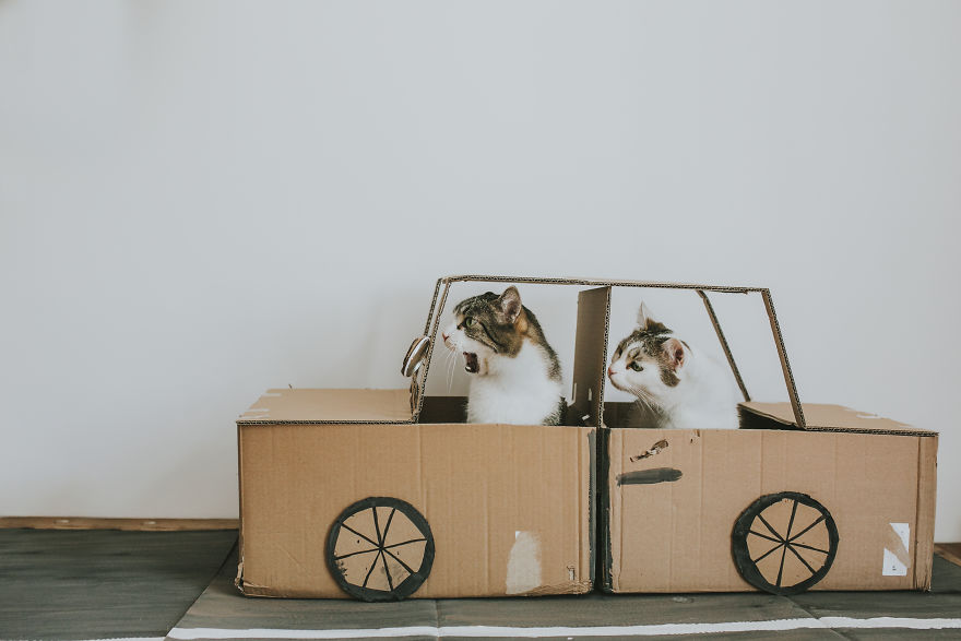 Cats' Cardboard World Cats' Cardboard World