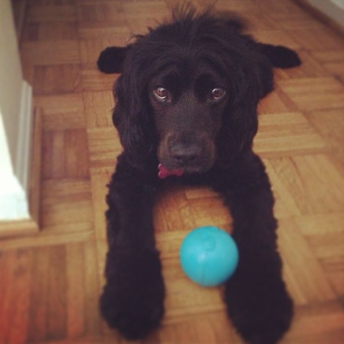 A Tribute Video For My Beloved Dog Who Lost Her Battle With Cancer