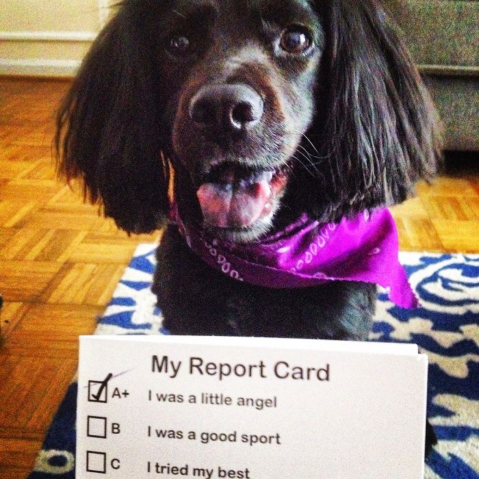 A Tribute Video For My Beloved Dog Who Lost Her Battle With Cancer