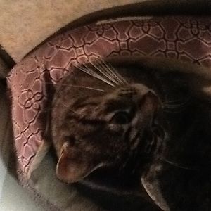 lilyrogersstudent avatar