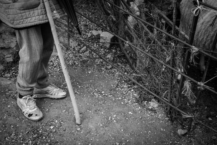 I Photographed The Life Of The Shepherds I Photographed The Life Of The Shepherds