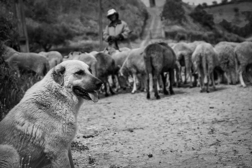 I Photographed The Life Of The Shepherds I Photographed The Life Of The Shepherds