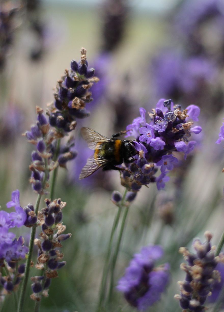 I Planted Flowering Plants To Help Pollinators, And They Gave Me Something To Practice Photography On