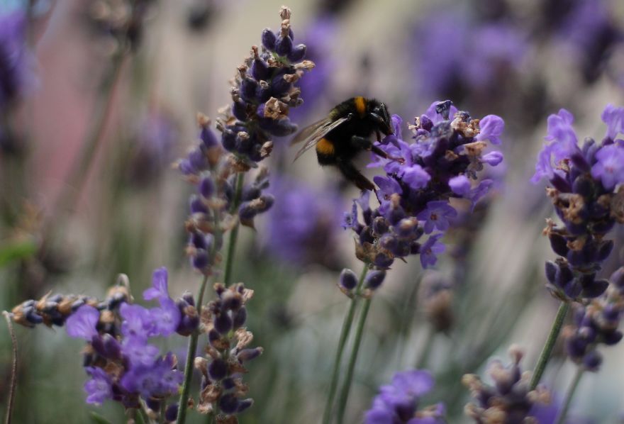I Planted Flowering Plants To Help Pollinators, And They Gave Me Something To Practice Photography On I Planted Flowering Plants To Help Pollinators, And They Gave Me Something To Practice Photography On
