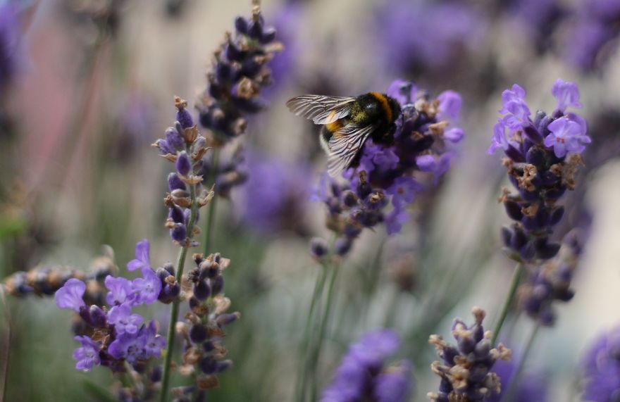 I Planted Flowering Plants To Help Pollinators, And They Gave Me Something To Practice Photography On I Planted Flowering Plants To Help Pollinators, And They Gave Me Something To Practice Photography On