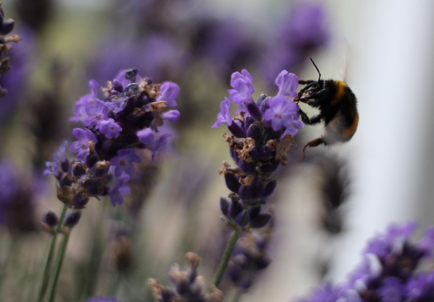 I Planted Flowering Plants To Help Pollinators, And They Gave Me Something To Practice Photography On I Planted Flowering Plants To Help Pollinators, And They Gave Me Something To Practice Photography On