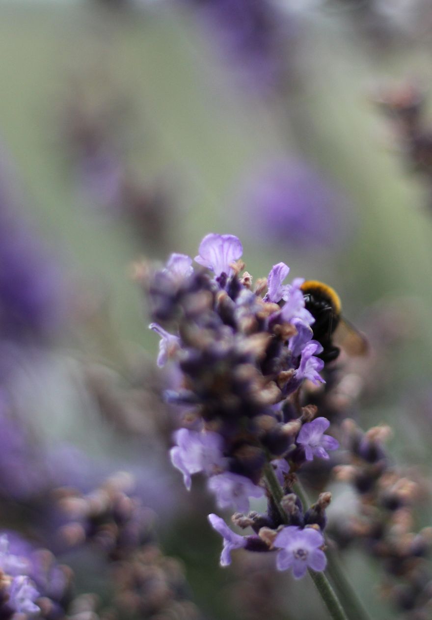 I Planted Flowering Plants To Help Pollinators, And They Gave Me Something To Practice Photography On I Planted Flowering Plants To Help Pollinators, And They Gave Me Something To Practice Photography On