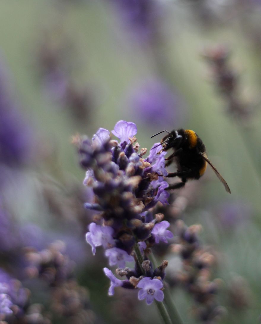 I Planted Flowering Plants To Help Pollinators, And They Gave Me Something To Practice Photography On I Planted Flowering Plants To Help Pollinators, And They Gave Me Something To Practice Photography On