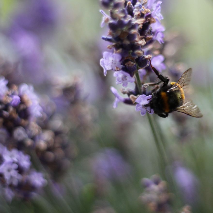 I Planted Flowering Plants To Help Pollinators, And They Gave Me Something To Practice Photography On