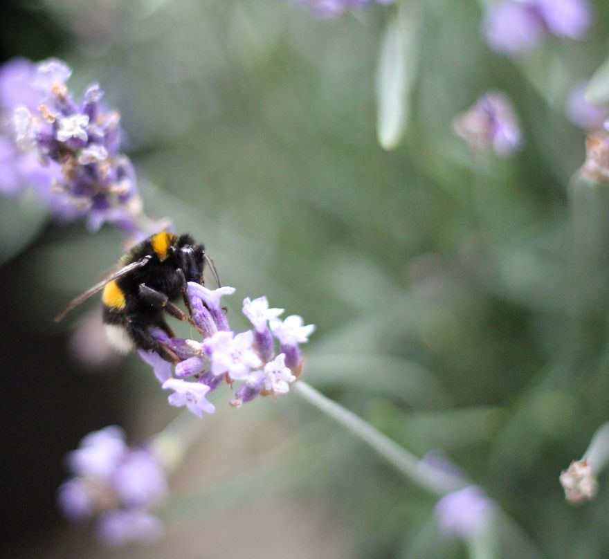 I Planted Flowering Plants To Help Pollinators, And They Gave Me Something To Practice Photography On