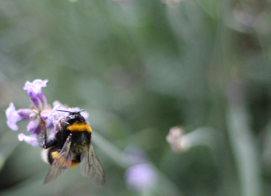 I Planted Flowering Plants To Help Pollinators, And They Gave Me Something To Practice Photography On I Planted Flowering Plants To Help Pollinators, And They Gave Me Something To Practice Photography On