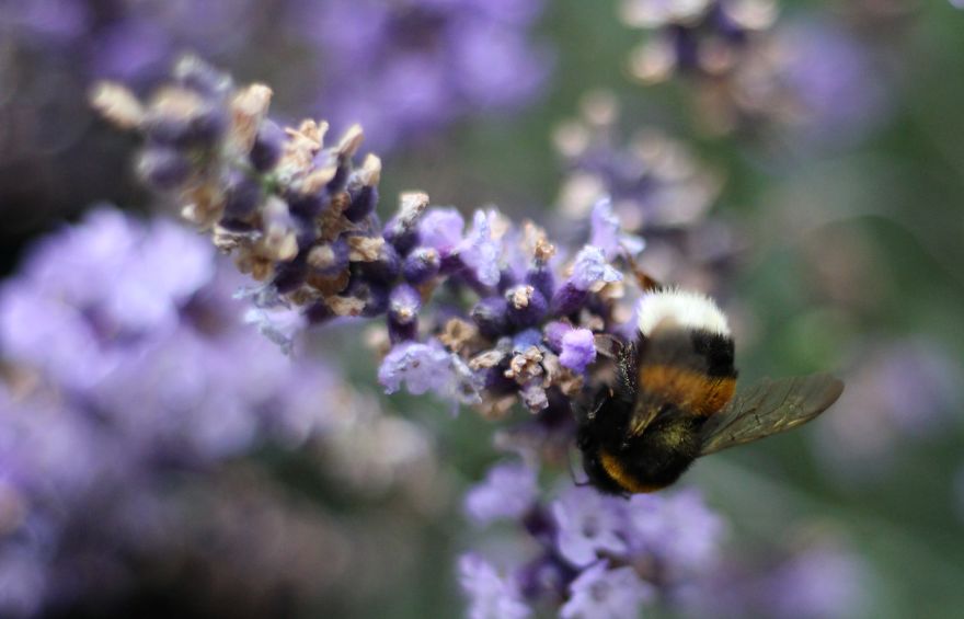 I Planted Flowering Plants To Help Pollinators, And They Gave Me Something To Practice Photography On