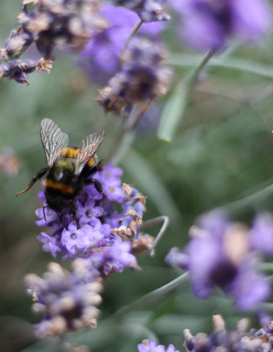 I Planted Flowering Plants To Help Pollinators, And They Gave Me Something To Practice Photography On I Planted Flowering Plants To Help Pollinators, And They Gave Me Something To Practice Photography On