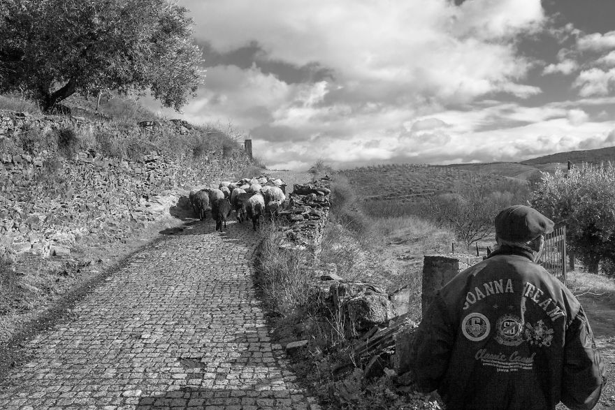 I Photographed The Life Of The Shepherds I Photographed The Life Of The Shepherds