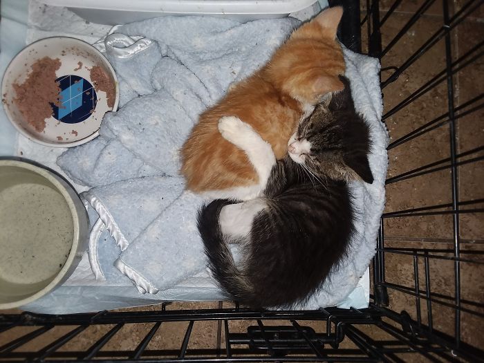 I'm Starting An Animal Rescue To Give Abandoned Animals A Second Chance At Life I'm Starting An Animal Rescue To Give Abandoned Animals A Second Chance At Life