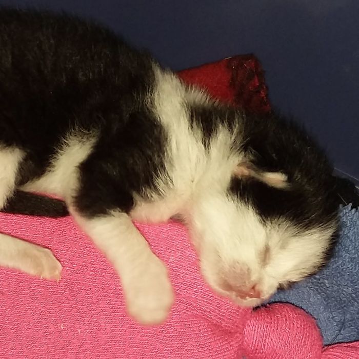 I'm Starting An Animal Rescue To Give Abandoned Animals A Second Chance At Life I'm Starting An Animal Rescue To Give Abandoned Animals A Second Chance At Life