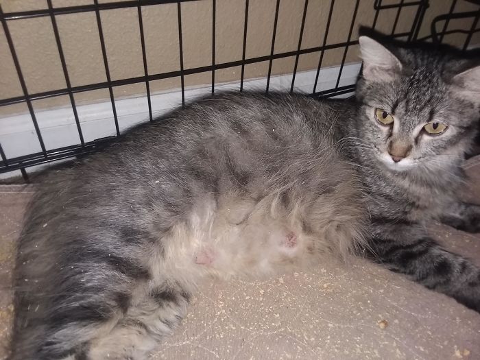 I'm Starting An Animal Rescue To Give Abandoned Animals A Second Chance At Life I'm Starting An Animal Rescue To Give Abandoned Animals A Second Chance At Life