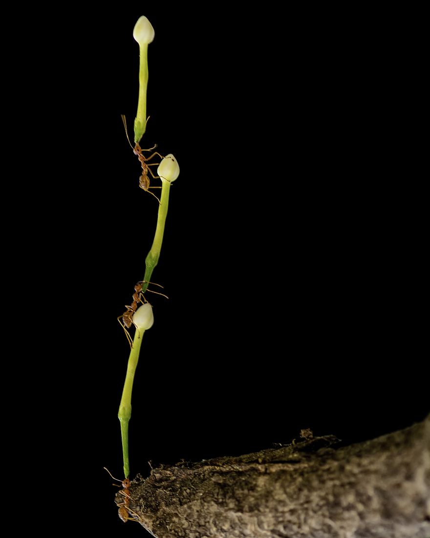 Teamwork To Reach The Top