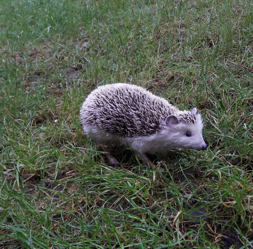 My 19 Life-Like Animal Creations From Upcycled Faux Fur Fabric My 19 Life-Like Animal Creations From Upcycled Faux Fur Fabric