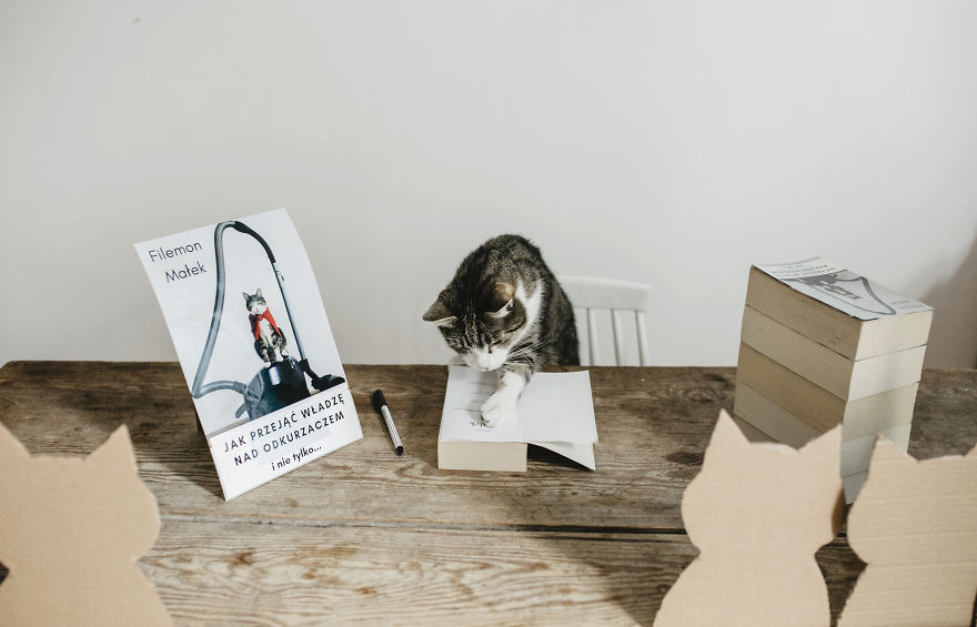 Cats' Cardboard World Cats' Cardboard World