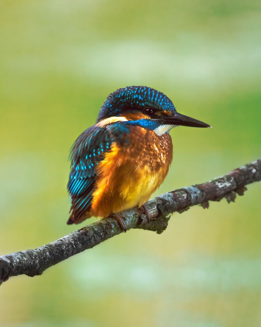Kingfisher