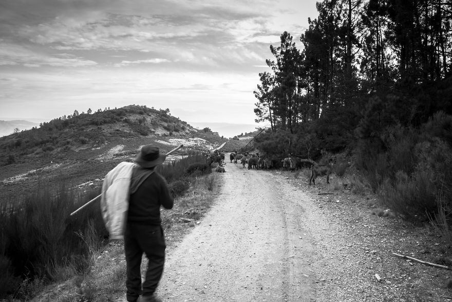 I Photographed The Life Of The Shepherds I Photographed The Life Of The Shepherds