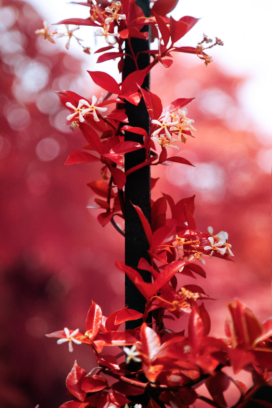 He Discovers Madrid In Infrared !