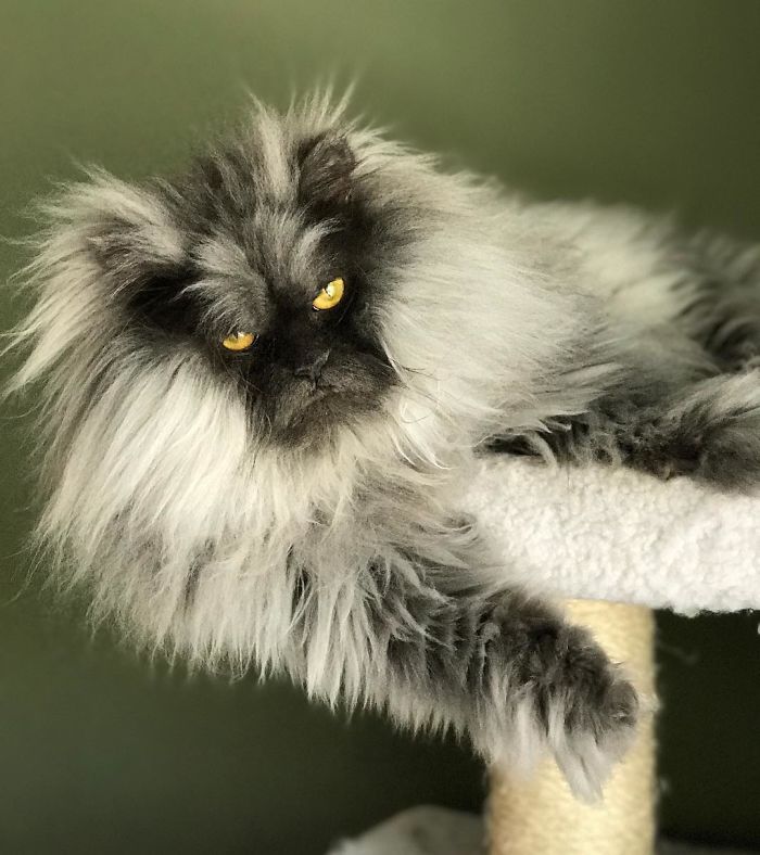 Meet Juno, The Cat With Better Hair Than All Of Us Meet Juno, The Cat With Better Hair Than All Of Us