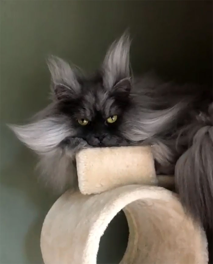 Meet Juno, The Cat With Better Hair Than All Of Us Meet Juno, The Cat With Better Hair Than All Of Us