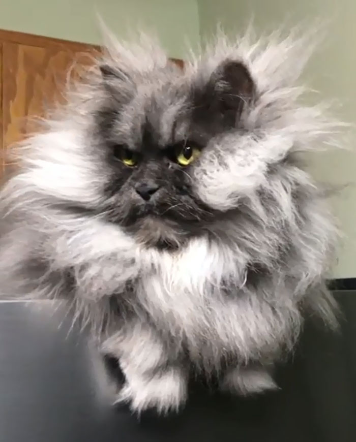 Meet Juno, The Cat With Better Hair Than All Of Us Meet Juno, The Cat With Better Hair Than All Of Us