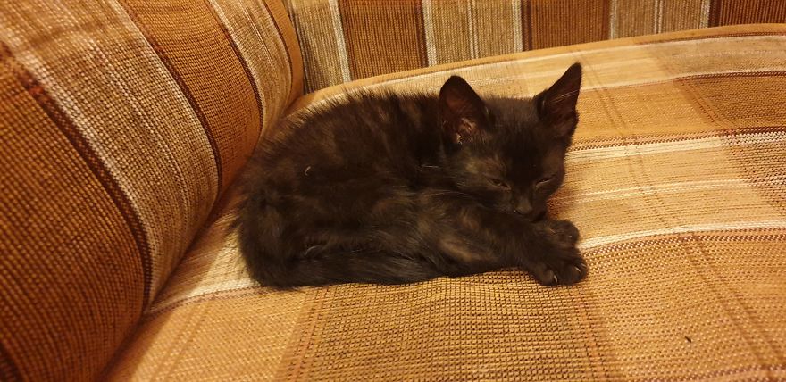 Our Warrior Cat Shuri Has A Baby Brother Now, Another Black Kitten That Was In Desperate Need Of Rescue Our Warrior Cat Shuri Has A Baby Brother Now, Another Black Kitten That Was In Desperate Need Of Rescue