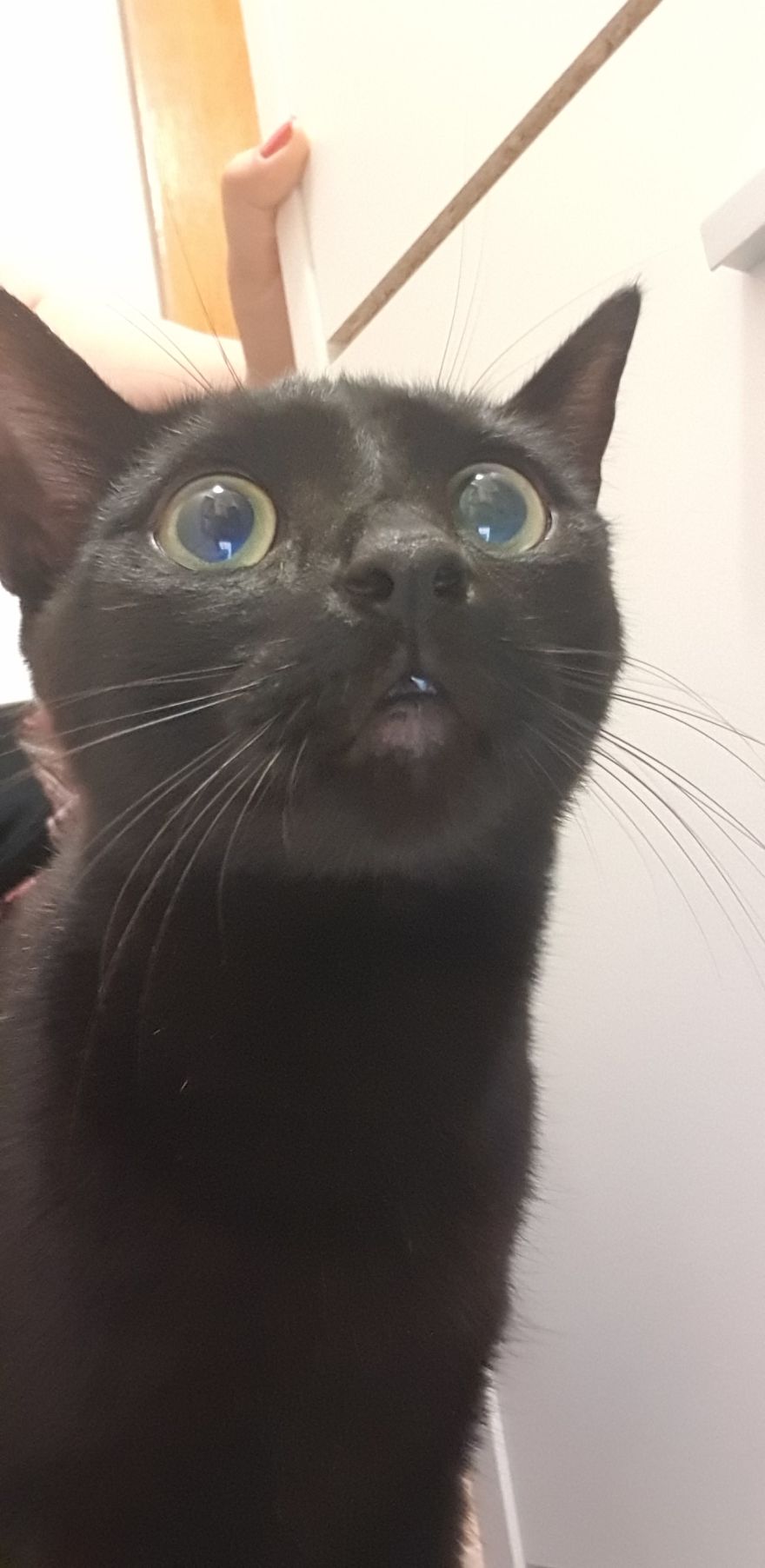 Our Warrior Cat Shuri Has A Baby Brother Now, Another Black Kitten That Was In Desperate Need Of Rescue Our Warrior Cat Shuri Has A Baby Brother Now, Another Black Kitten That Was In Desperate Need Of Rescue