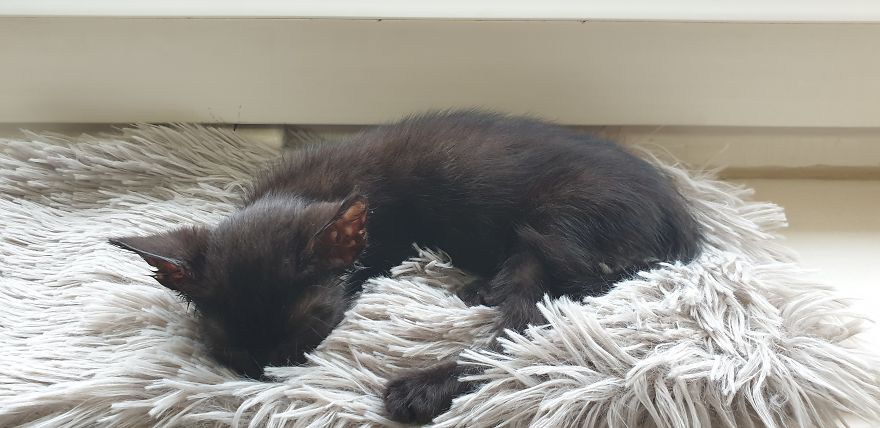 Our Warrior Cat Shuri Has A Baby Brother Now, Another Black Kitten That Was In Desperate Need Of Rescue