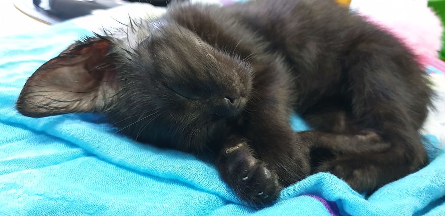 Our Warrior Cat Shuri Has A Baby Brother Now, Another Black Kitten That Was In Desperate Need Of Rescue