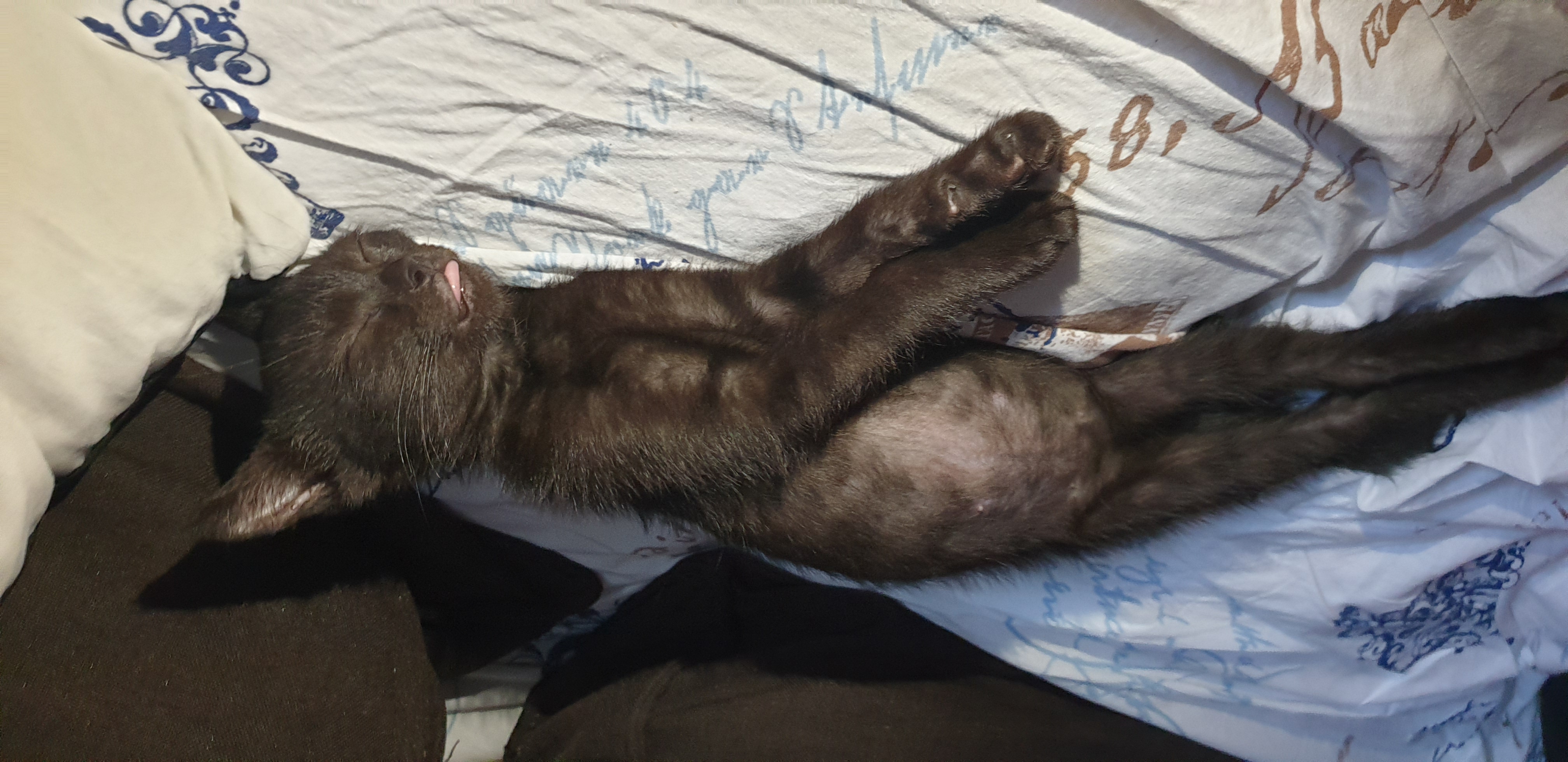 Our Warrior Cat Shuri Has A Baby Brother Now, Another Black Kitten That Was In Desperate Need Of Rescue