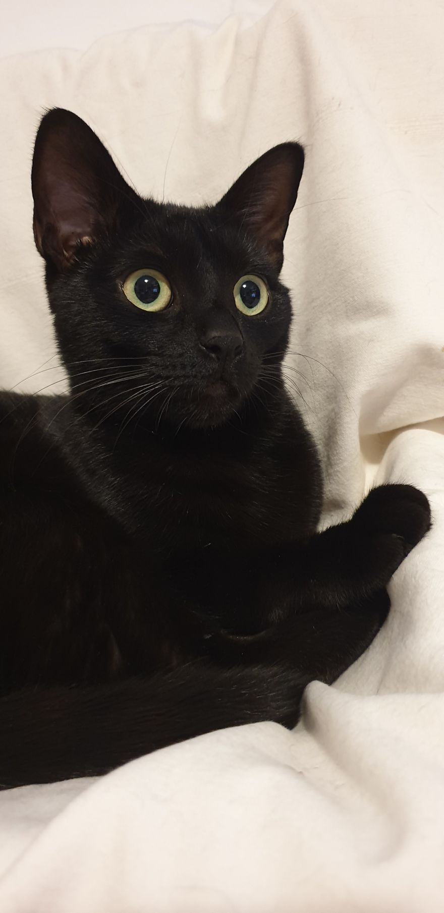 Our Warrior Cat Shuri Has A Baby Brother Now, Another Black Kitten That Was In Desperate Need Of Rescue Our Warrior Cat Shuri Has A Baby Brother Now, Another Black Kitten That Was In Desperate Need Of Rescue