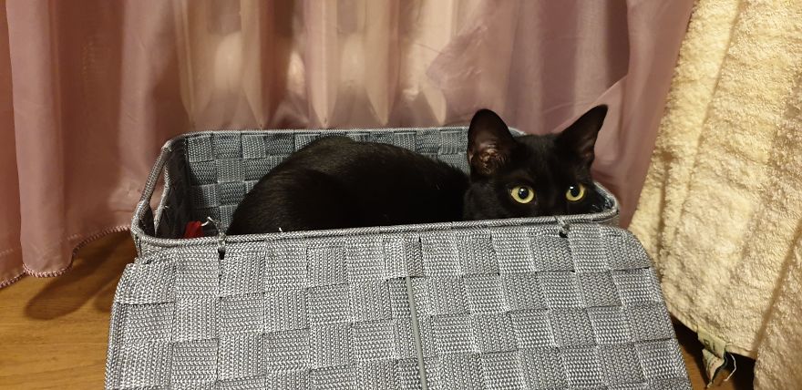 Our Warrior Cat Shuri Has A Baby Brother Now, Another Black Kitten That Was In Desperate Need Of Rescue