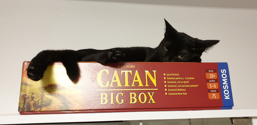 Our Warrior Cat Shuri Has A Baby Brother Now, Another Black Kitten That Was In Desperate Need Of Rescue Our Warrior Cat Shuri Has A Baby Brother Now, Another Black Kitten That Was In Desperate Need Of Rescue