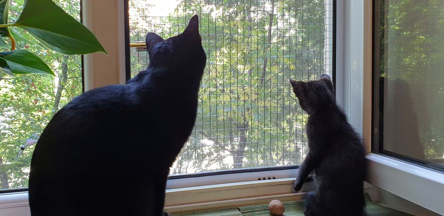 Our Warrior Cat Shuri Has A Baby Brother Now, Another Black Kitten That Was In Desperate Need Of Rescue