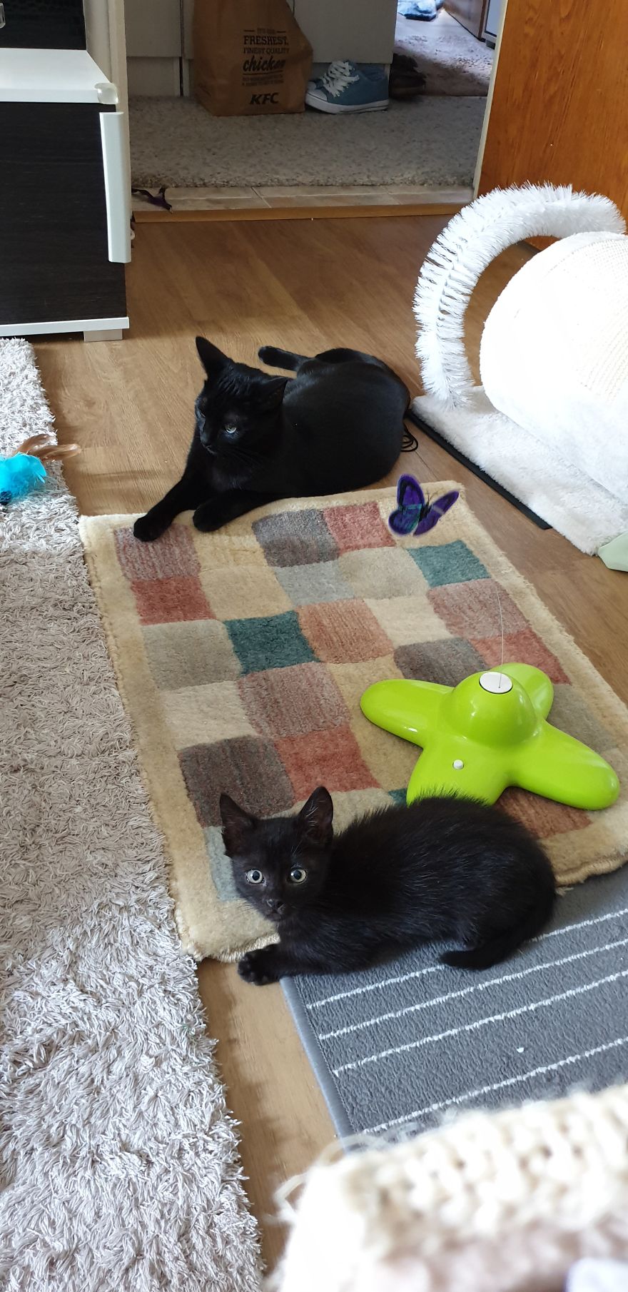 Our Warrior Cat Shuri Has A Baby Brother Now, Another Black Kitten That Was In Desperate Need Of Rescue Our Warrior Cat Shuri Has A Baby Brother Now, Another Black Kitten That Was In Desperate Need Of Rescue