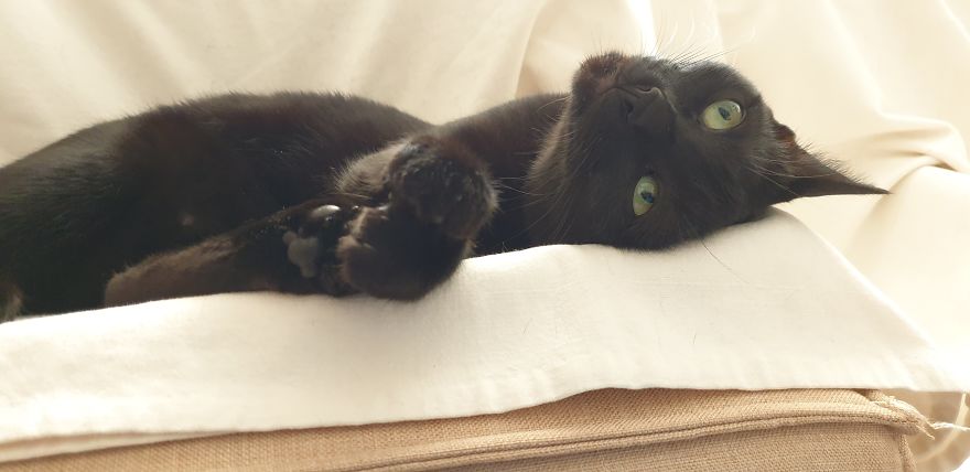 Our Warrior Cat Shuri Has A Baby Brother Now, Another Black Kitten That Was In Desperate Need Of Rescue