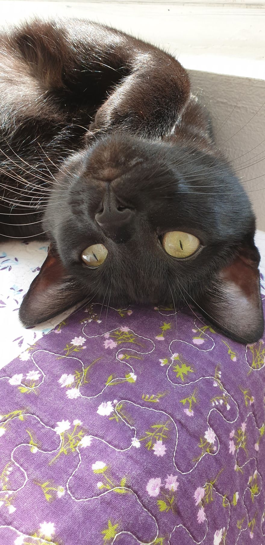 Our Warrior Cat Shuri Has A Baby Brother Now, Another Black Kitten That Was In Desperate Need Of Rescue Our Warrior Cat Shuri Has A Baby Brother Now, Another Black Kitten That Was In Desperate Need Of Rescue