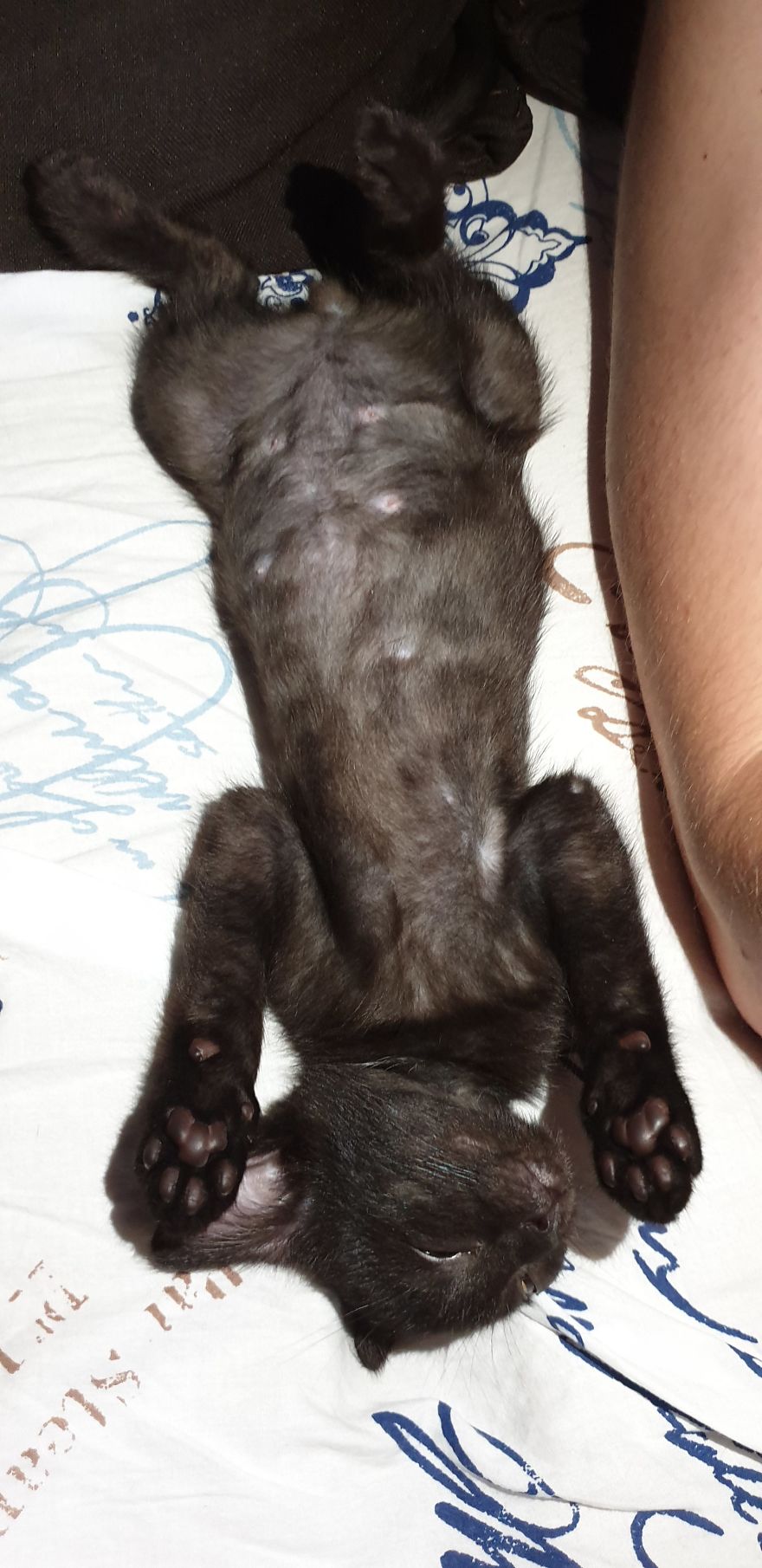 Our Warrior Cat Shuri Has A Baby Brother Now, Another Black Kitten That Was In Desperate Need Of Rescue