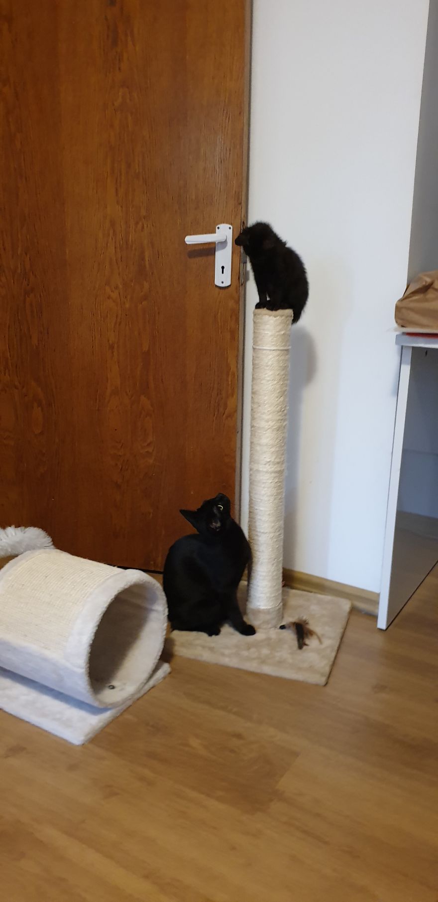 Our Warrior Cat Shuri Has A Baby Brother Now, Another Black Kitten That Was In Desperate Need Of Rescue Our Warrior Cat Shuri Has A Baby Brother Now, Another Black Kitten That Was In Desperate Need Of Rescue